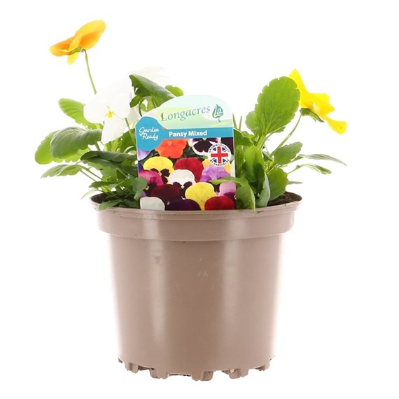 Pansy Citrus Mix Hybrid 2L Pot Bedding 